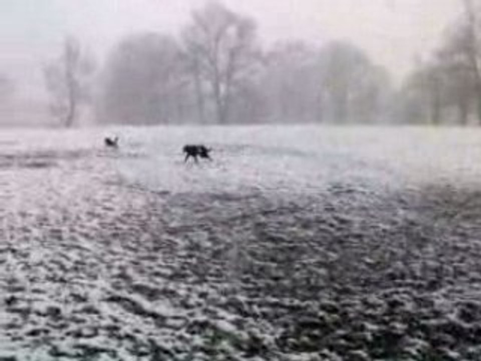 mes chiens