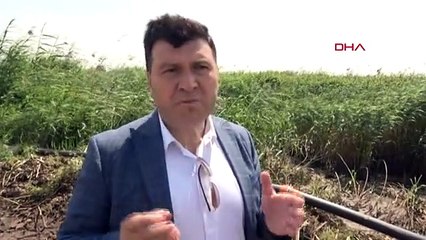 Balıkesir'deki Kirli Sulama Kanalı Tepki Çekiyor