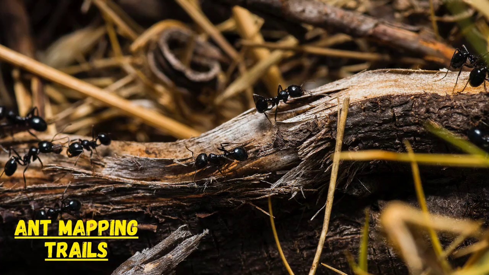 ⁣Ants Mapping Trails Skill I Ants