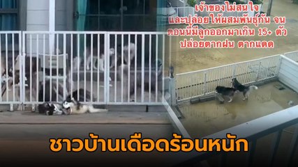 ชาวบ้านสุดทน เพื่อนบ้านเลี้ยงไซบีเรียนเป็นฝูง ซ้ำไม่ดูแลปล่อยตามยถากรรม