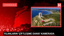 YILANLARIN 'ÇİFTLEŞME DANSI' KAMERADA