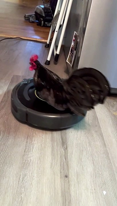 Poultry in Motion