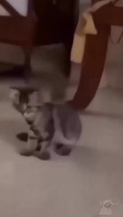 cat Cutest thing you'll see today