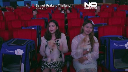 Watch: Furry friends go to the movies in new pet-friendly cinema