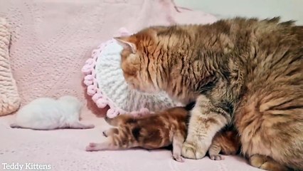 Three kittens got their names  7th day after birth