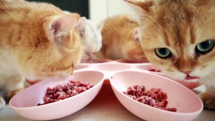 Time for Dinner and Playing _ Coco, Artist, Aramis, Akai and Abba play ball together