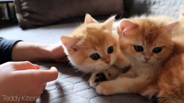 Time for Relaxation, Purring and Sleep _ Cute Baby kittens