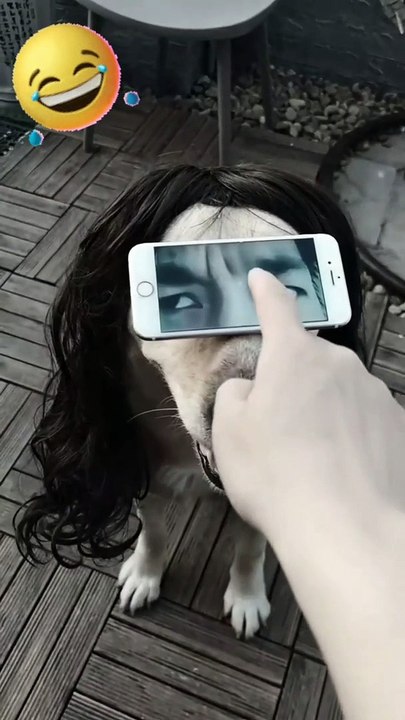 Funny dog videos - funny animals compilation - afv Funniest animals  #tiktok #viral #cat #funny #dog