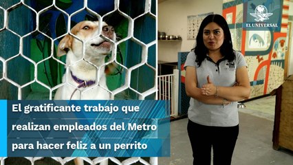 De correr en las vías a encontrar una familia, los lomitos del Metro
