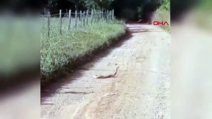 LA 'MATTING DANCE' DES SERPENTS EST À LA CAMÉRA