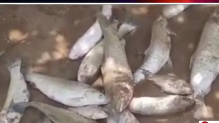 क्रूरता: बदमाशों ने तालाब में डाला जहर, 3 लाख मछलियों की मौत