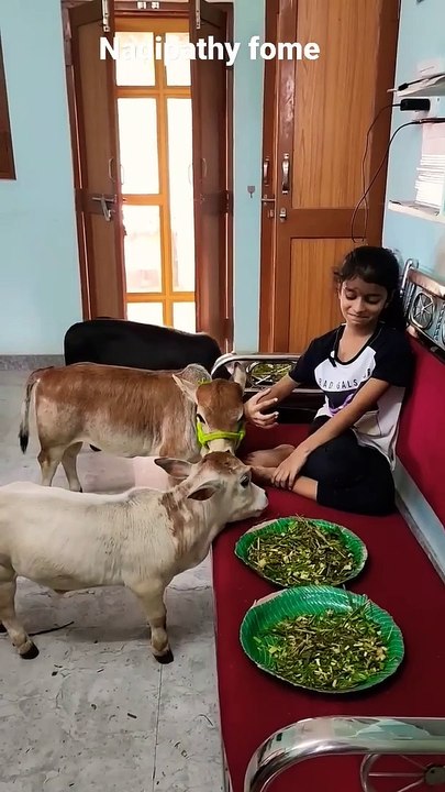 mini Cows #miniature cows #Punganuru cows #Indian ancient Shotest Brahman Breed cows