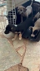 Ninhada dos cachorros regatados em Santa Maria