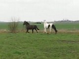 Mon Irish Cob - Quetzal