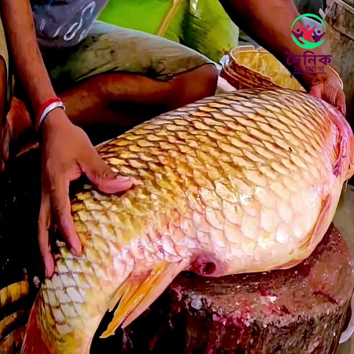 বড় মিনার কাপ | Fish Cutting
