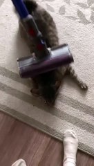 cat Cutest thing you'll see today