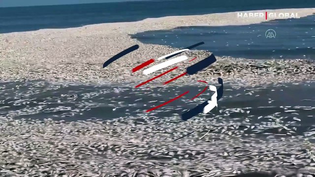 On değil, yüz değil... Binlercesi kıyıya vurdu! Gizemli balık ölümleri korkuttu