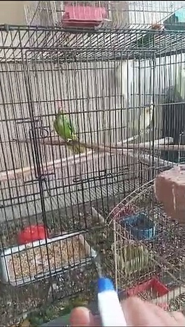 ⁣My lovely pets