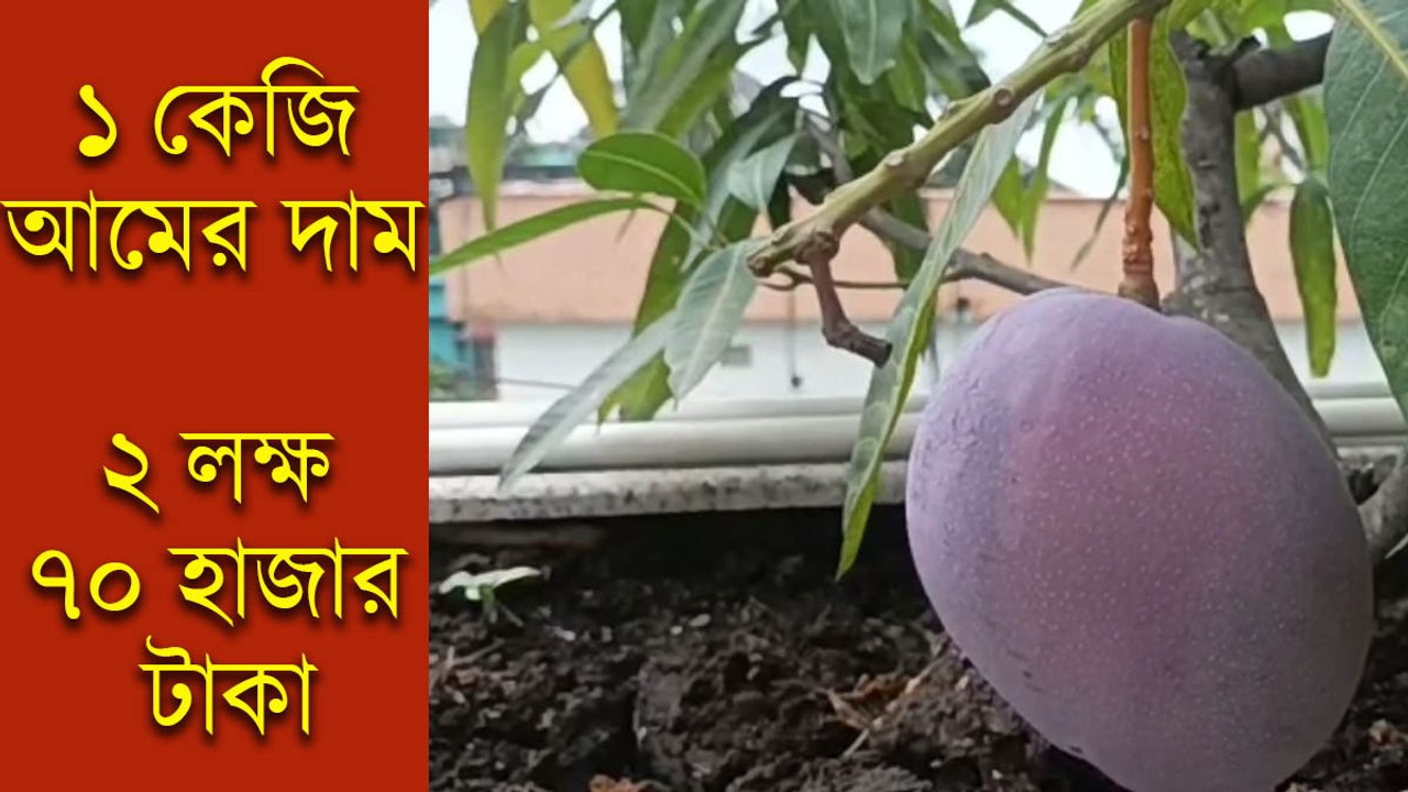 ১ কেজি আমের দাম ২ লক্ষ ৭০ হাজার টাকা, তাও শিলিগুড়ির ছাদ বাগানে!
