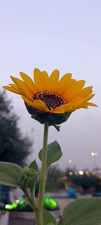Beautiful Sunflower