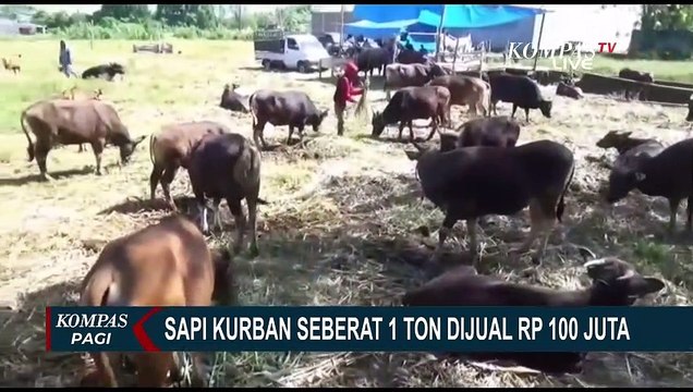 Jelang Iduladha, Harga Sapi Seberat 1 Ton di Makassar Dibanderol Rp100 Juta!