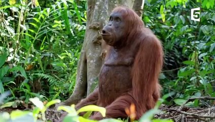 Cet orang-outan est un robot - ZAPPING SAUVAGE