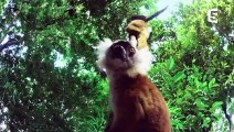 Drogue  un lémurien se défonce aux mille-pattes - ZAPPING SAUVAGE