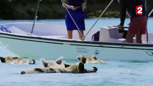 La vérité sur les cochons nageurs des Bahamas - ZAPPING SAUVAGE