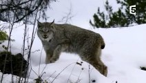 Félins  le mystérieux lynx du Canada - ZAPPING SAUVAGE