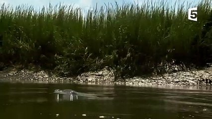 Ces dauphins se sont échoués volontairement  - ZAPPING SAUVAGE