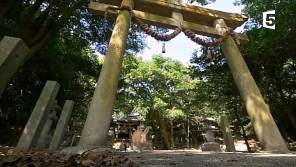 Japon  l'île aux lapins - ZAPPING SAUVAGE