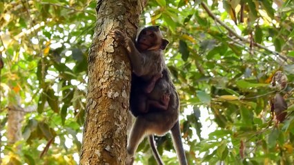 Close-up 4 Mother Animals Grieving Their Dead Babies - Wild Animals   ATP Earth