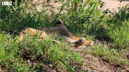 Continuously in 14 Hours - 4 The World's Most Carzy Mating Animals - Wild Animal   ATP Earth