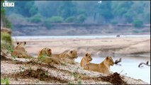 Giraffe Trying Save Her Newborn Baby From Lion and What Happen Next   ATP Earth