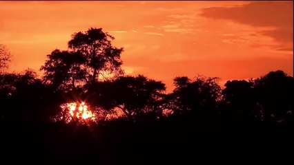 Hungry and Can't Sleep! The King go Hunt in Night   ATP Earth