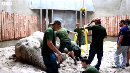 Injured Deer and Someone Interested and What Happen Next   ATP Earth