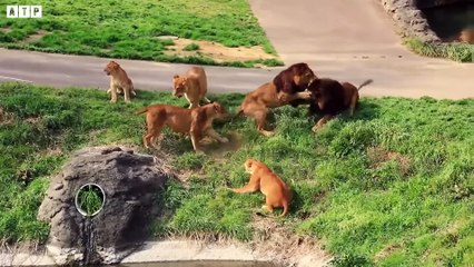 Injured Lion but Lucky  and  Saved By Man - Animal Fighting   ATP Earth