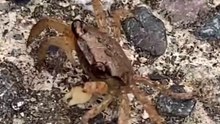 Small Crab  runs away and hidden