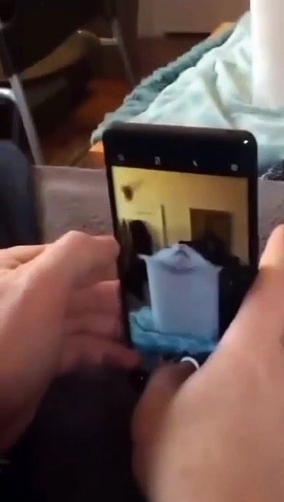 cat Cutest thing you'll see today