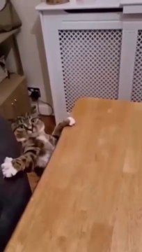 cat Cutest thing you'll see today