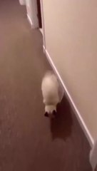 cat Cutest thing you'll see today