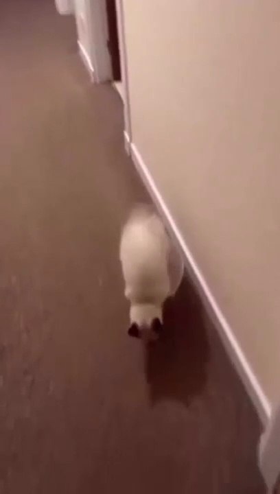 cat Cutest thing you'll see today