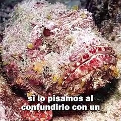 Facebook 760220615467522(240p)