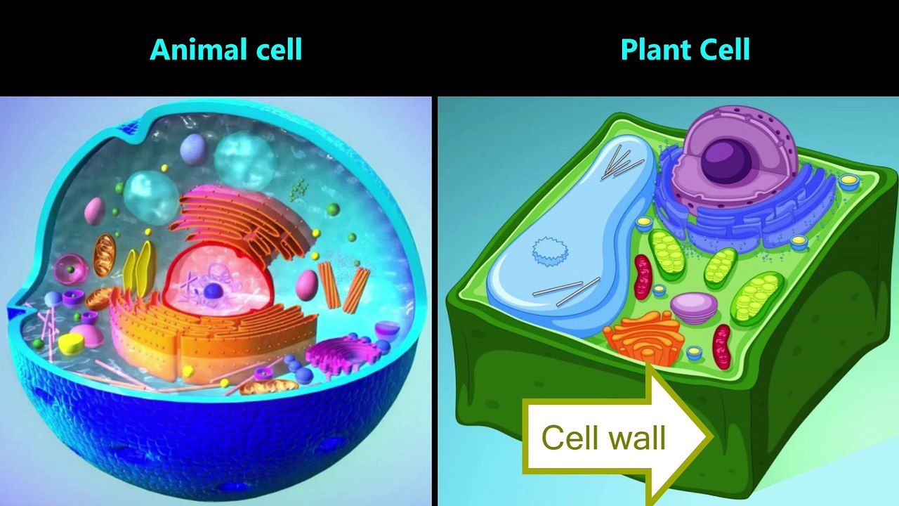 Introduction to Cells. For 6th grade and older. NGSS MS-LS1-2, MS-LS1-3, HS-LS1-1, HS-LS1-4, H-LS3-1
