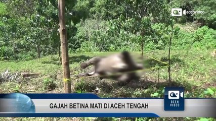 Gajah Betina Ditemukan Mati Dekat Pemukiman Penduduk