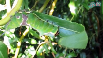 10 Loài Sâu Bướm Kỳ Lạ Nhất Có Thể Bạn Chưa Từng Thấy