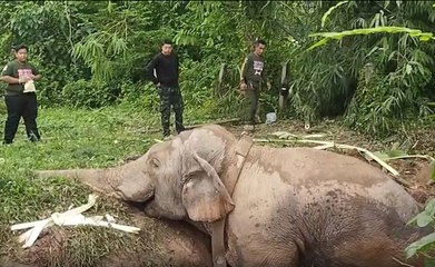 'พลายสาลิกา' พลัดตกบ่อน้ำลึก 2 เมตร นำแบ็กโฮรุดช่วย