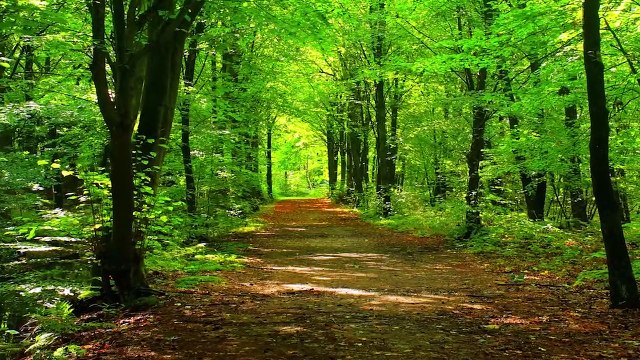 SOUND OF BIRDS IN THE FOREST (FOREST BIRDSONG NATURE SOUNDS-RELAXING BIRD SOUNDS FOR SLEEPING)