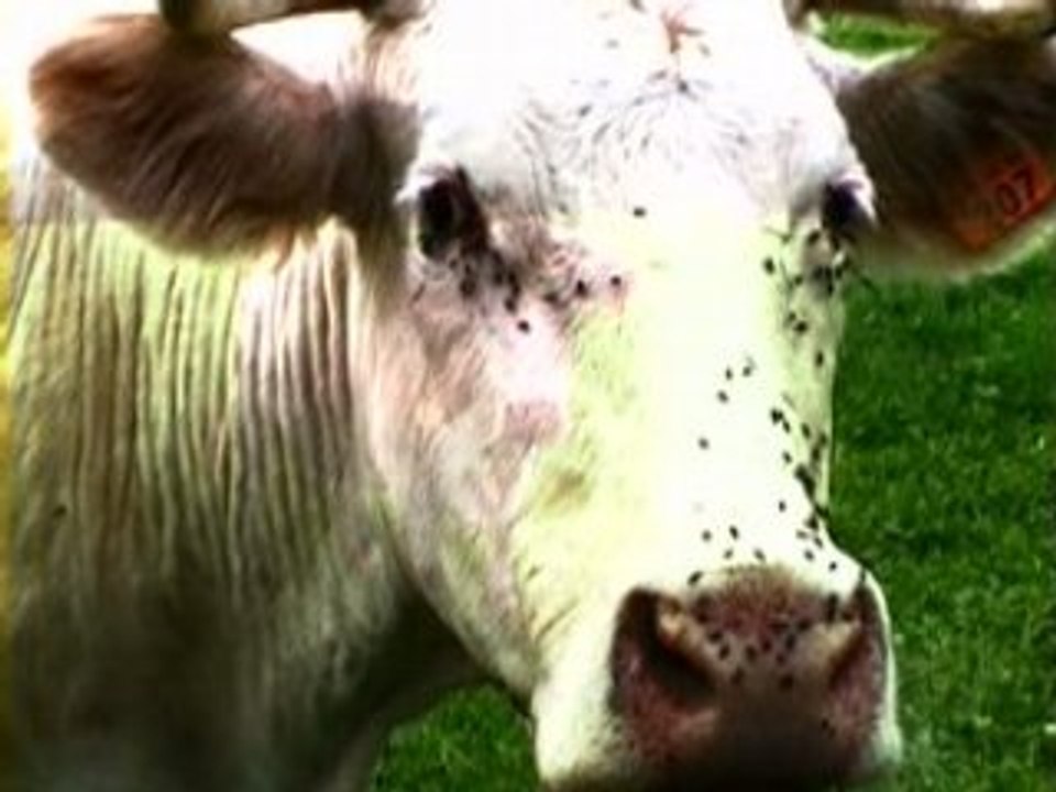 Dans le regard d'une vache