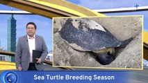 Sea Turtle Babies Hatch in Xiaoliuqiu as Breading Season Heats Up